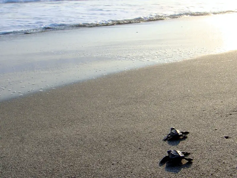 What Do Baby Turtles Eat In The Wild?