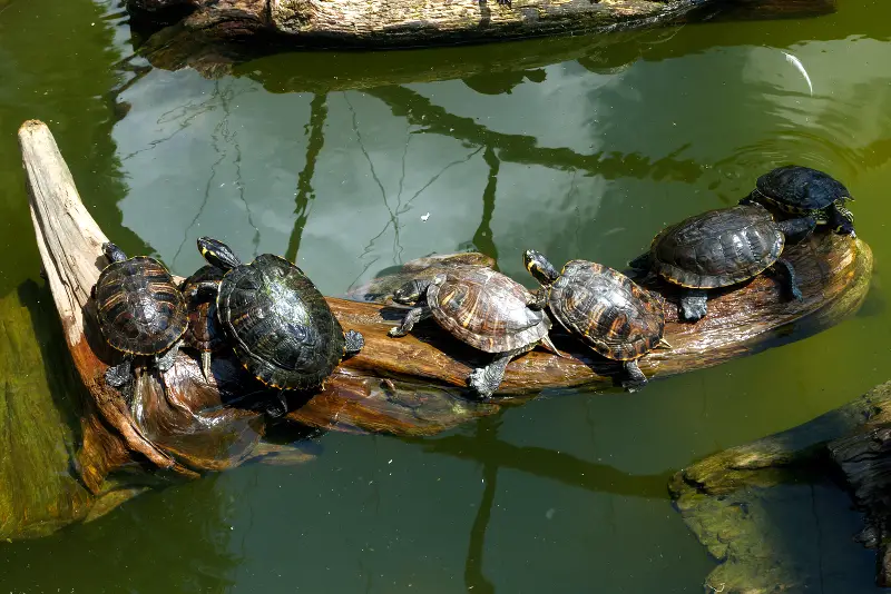 How Big Do Painted Turtles Get?