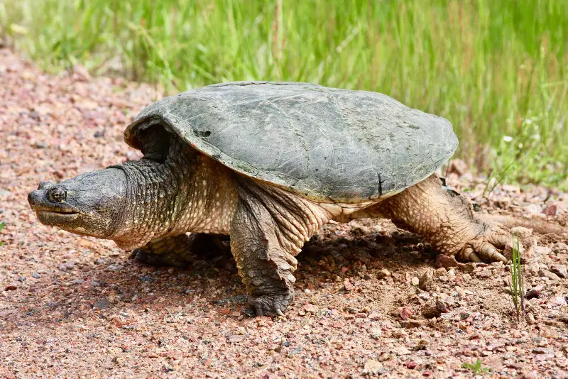 How Fast Do Snapping Turtles Grow?