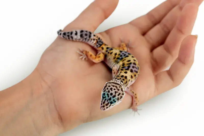 How to Pet a Leopard Gecko - a hand holding a Leopard Gecko