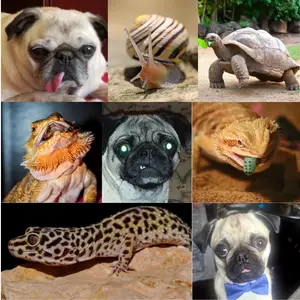 All Our Creatures - Pugs, Gekco, Turtle, and snail