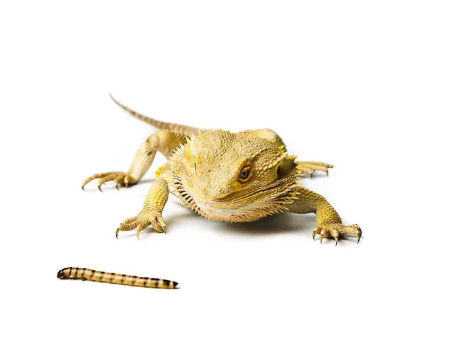 How Many Mealworms To Feed A Bearded Dragon? [Read Now]