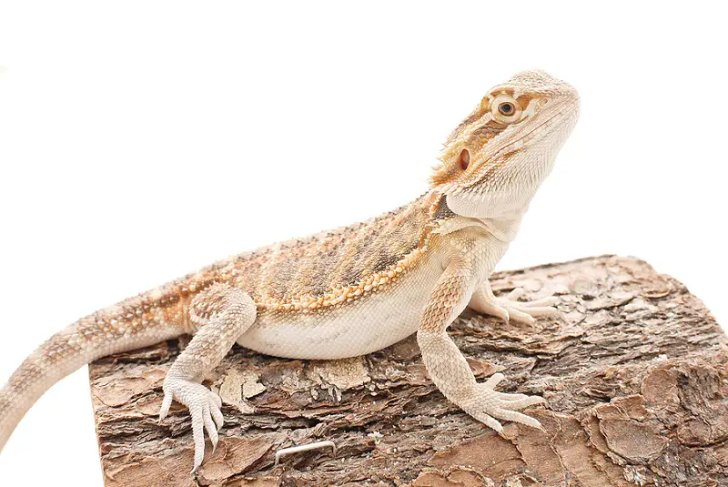 What Do Bearded Dragons Do For Fun?