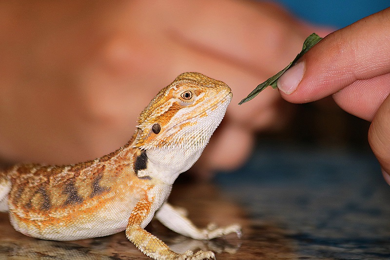 bearded dragon eating