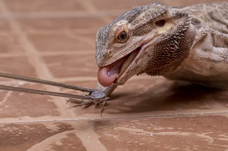 bearded dragon eating cricket