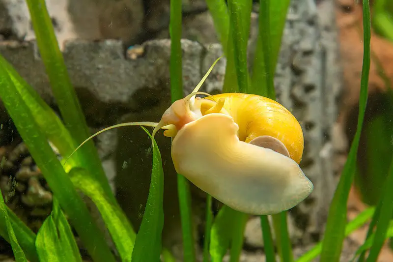 what do mystery snails eat