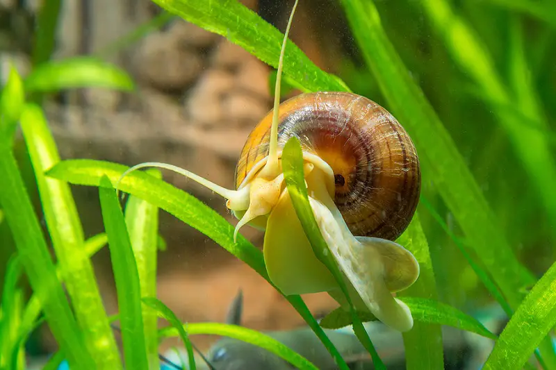 how big do mystery snails get