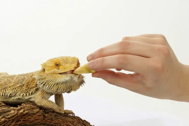 Can Bearded Dragons Eat Grapes? When And How Much