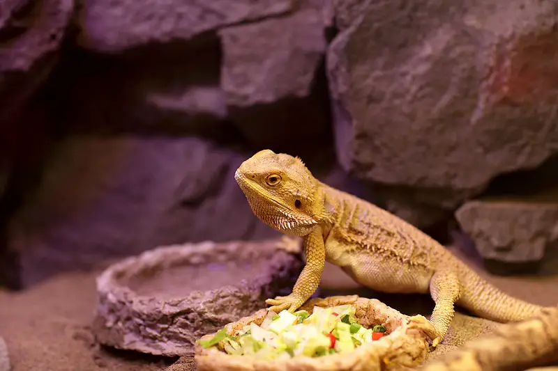 what not to feed bearded dragons