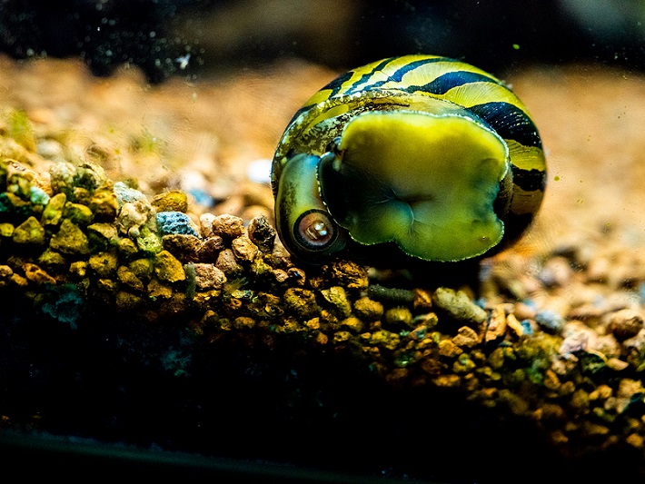 what do zebra snails eat