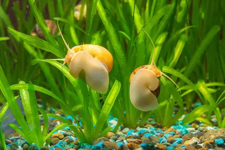 what do gold mystery snails eat
