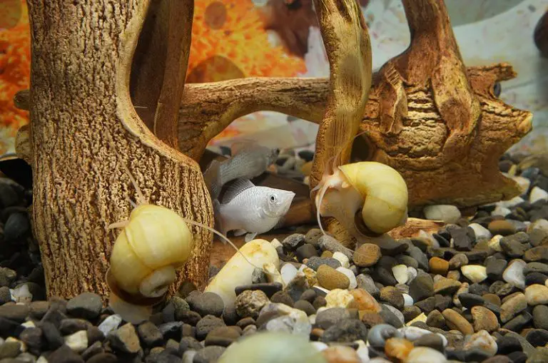What Do Mystery Snails Eat? Everything You Need To Know