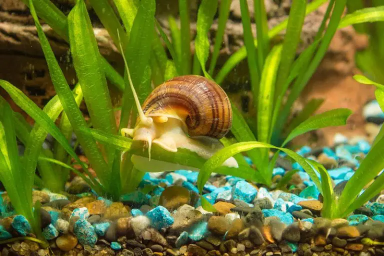 do mystery snails eat algae