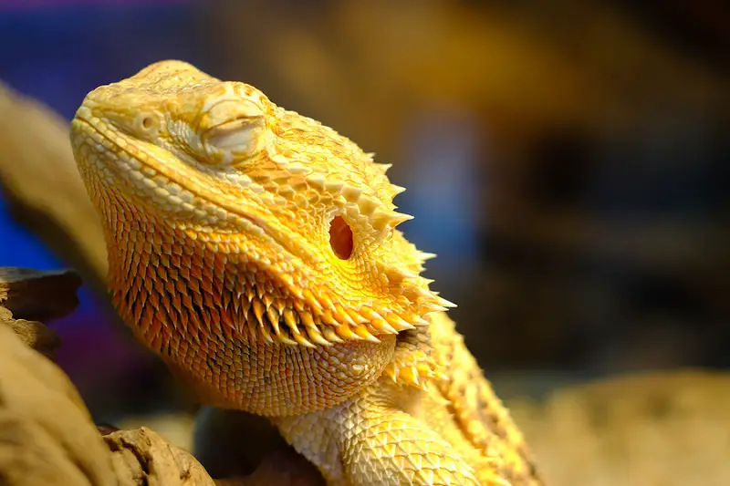 how do bearded dragons show affection