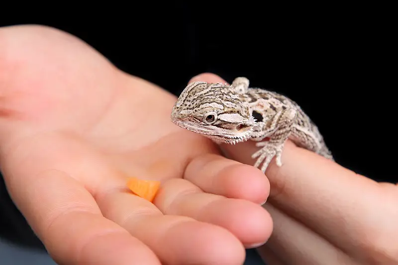 how do bearded dragons show affection