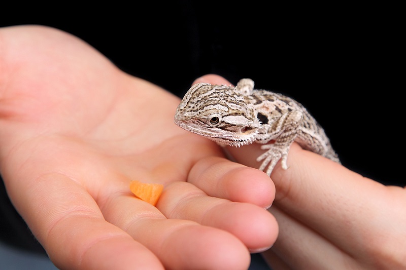 how do bearded dragons show affection