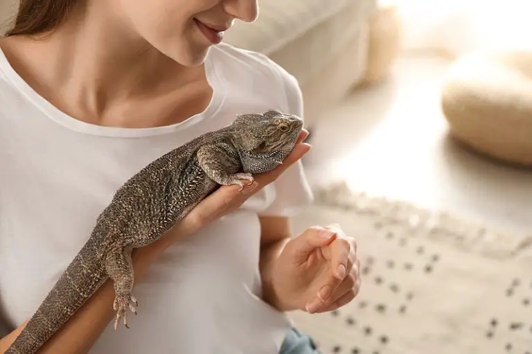 How Do Bearded Dragons Show Affection? Signs Your Beardie Loves You