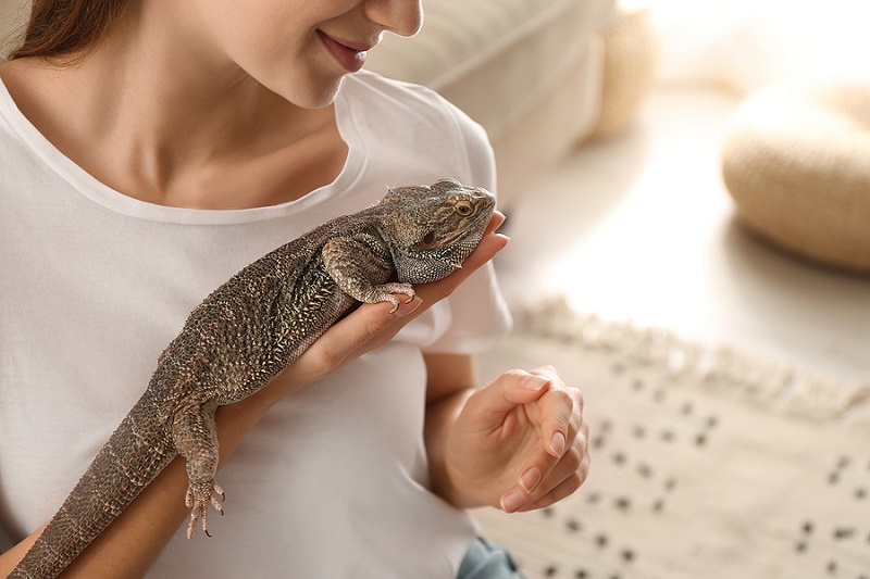 how do bearded dragons show affection