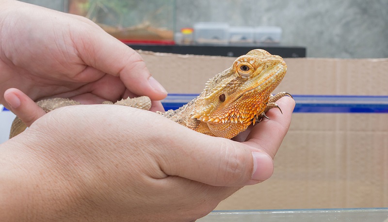 how do bearded dragons show affection