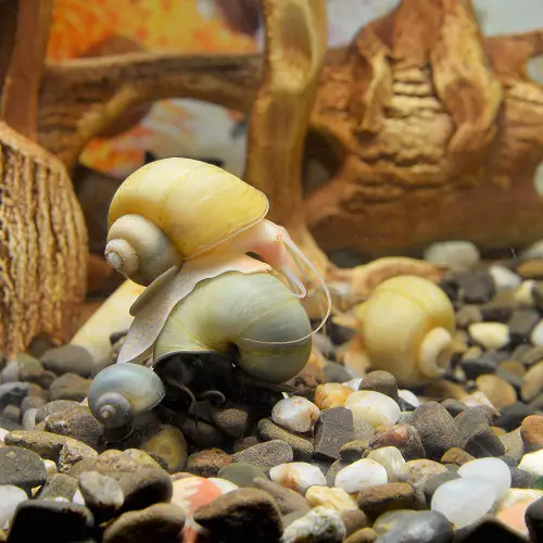 how do mystery snails mate