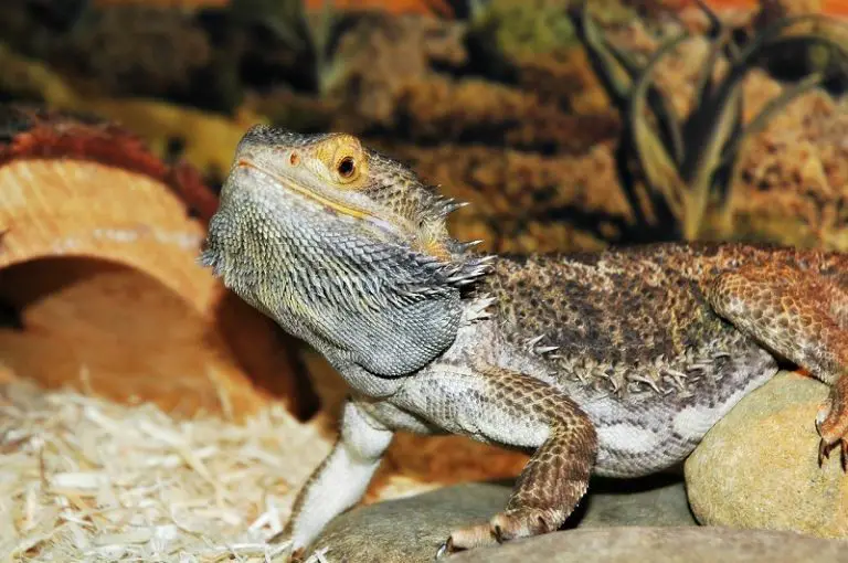 Can Bearded Dragons Eat Strawberries? When And How Much
