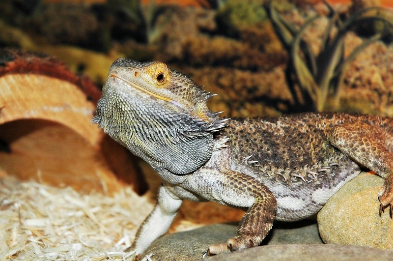 bearded dragon