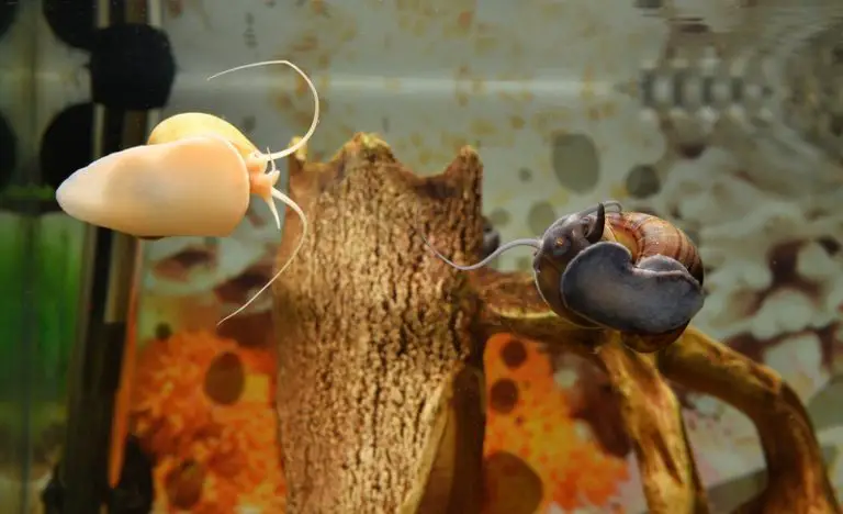 Do Mystery Snails Hibernate? How Long + Dead Or Asleep?