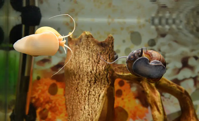 mystery snails hibernate: What Do Mystery Snails Eggs Look Like