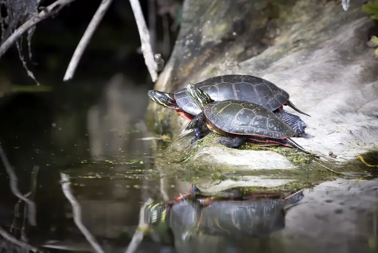 Baby Painted Turtle Habitat: How To Set Up Your Tank