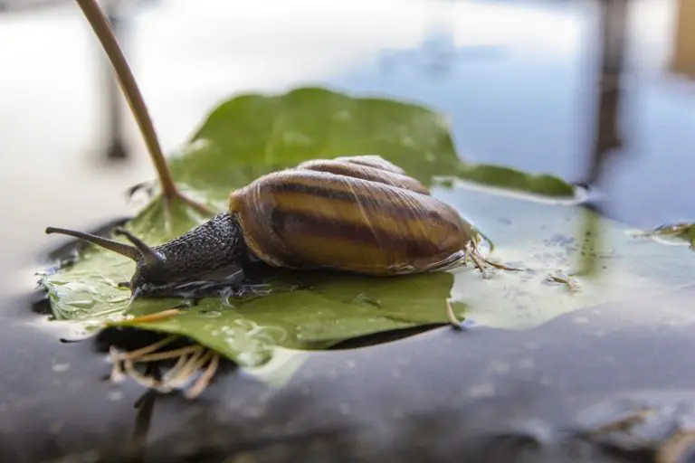 can freshwater snails live out of water