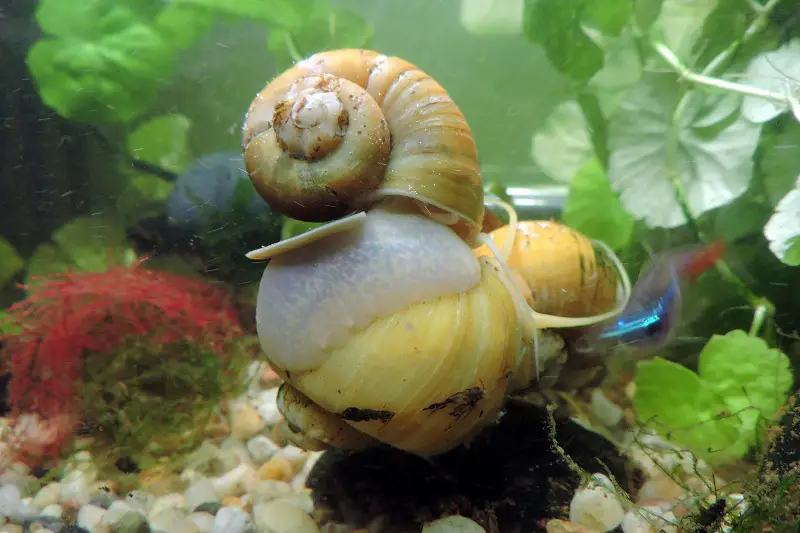 what do apple snails eat