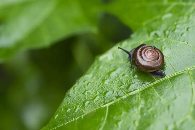 What Do Apple Snails Eat? [Full Guide]