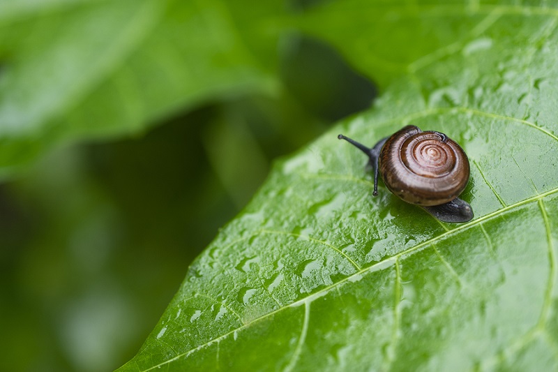 what do apple snails eat