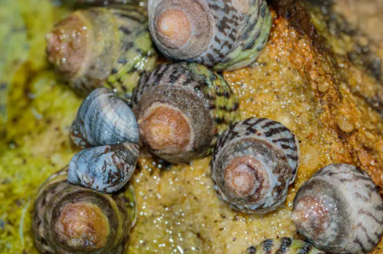 How Long Do Zebra Snails Live & What You Can Do To Make It Longer