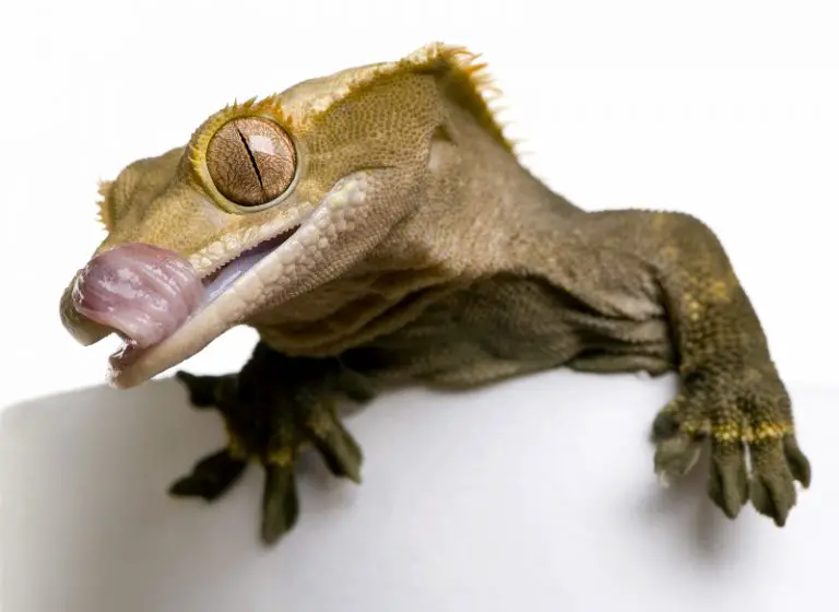 Best Crested Gecko Food: What To Feed Crested Geckos