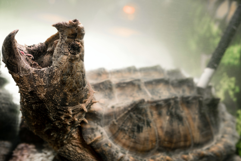 Alligator Snapping Turtle 