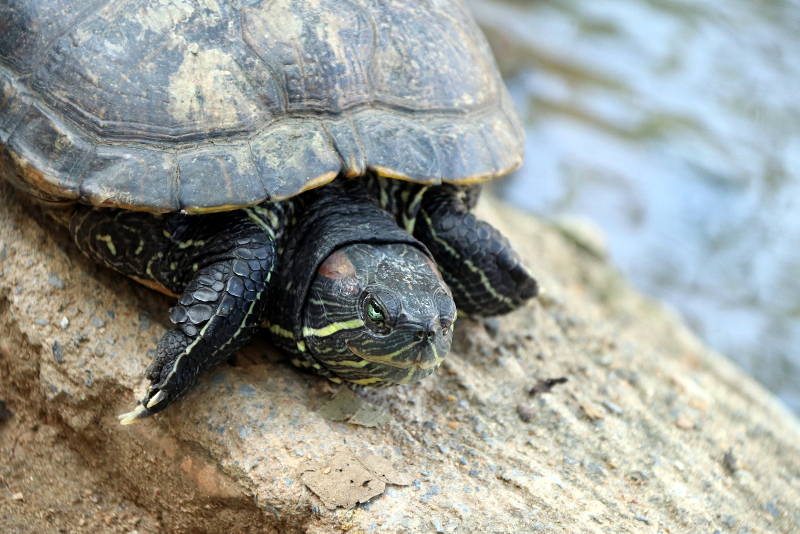 How Much Water Does A Box Turtle Need