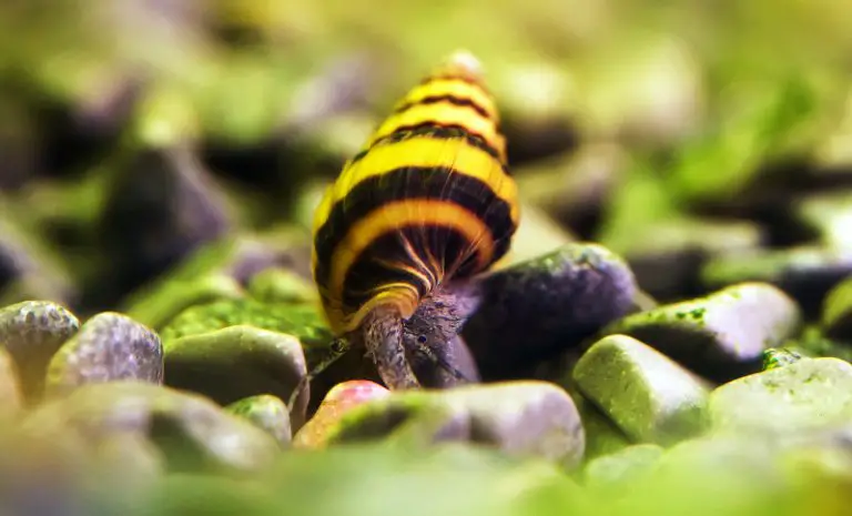 Do Assassin Snails Eat Each Other? [Full Guide]