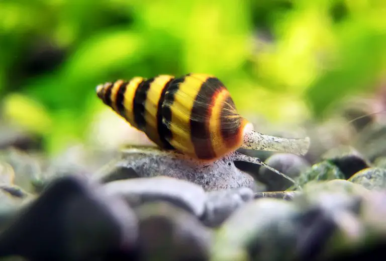 How Big Do Assassin Snails Get? [Full Guide To Healthy Assassin Snails]