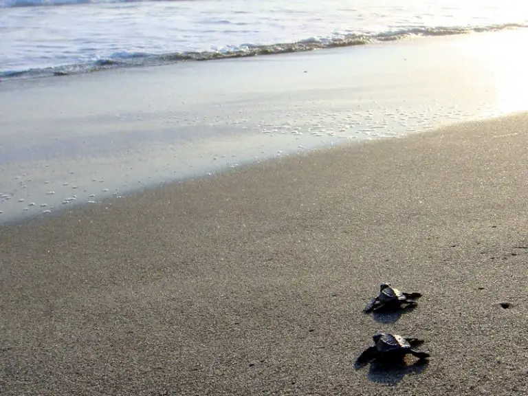 What Do Baby Turtles Eat In The Wild? (& As Pets)