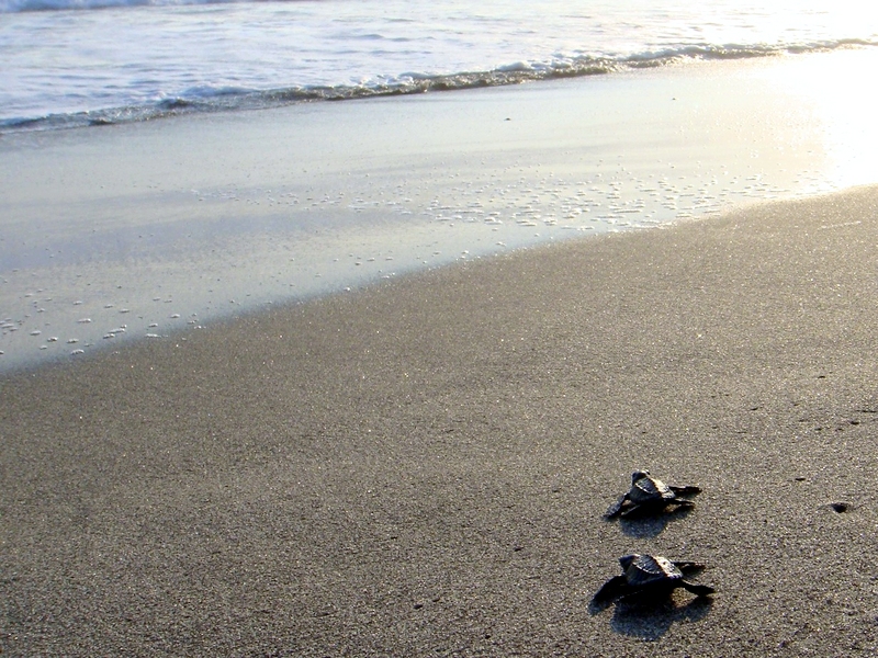 What Do Baby Turtles Eat In The Wild?