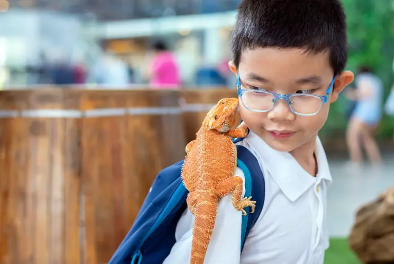 Are Bearded Dragons Good Pets For Kids? [Full Guide]