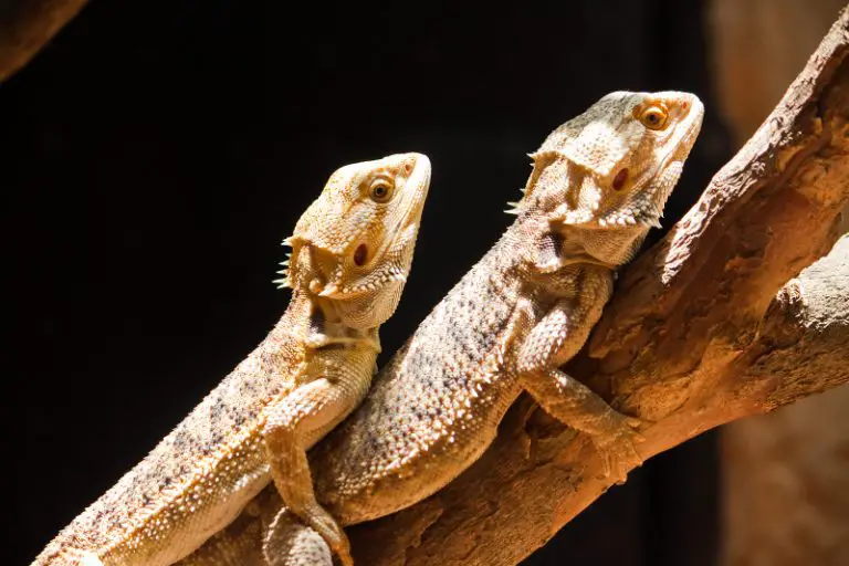 how to sex baby bearded dragons
