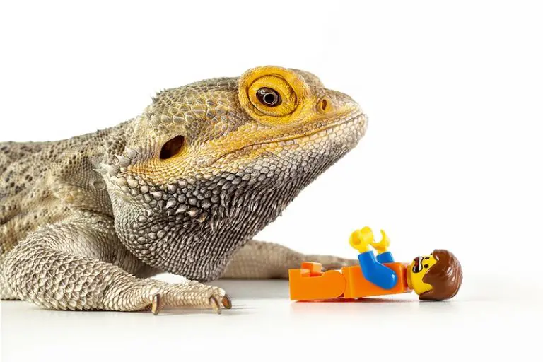 15 Best Toys For Bearded Dragons For Health And Happiness