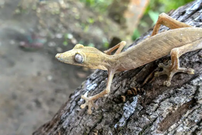 Full Grown Crested Gecko – Size And Everything Else You Need To Know