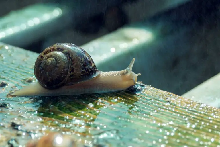 Do Snails Need Water?