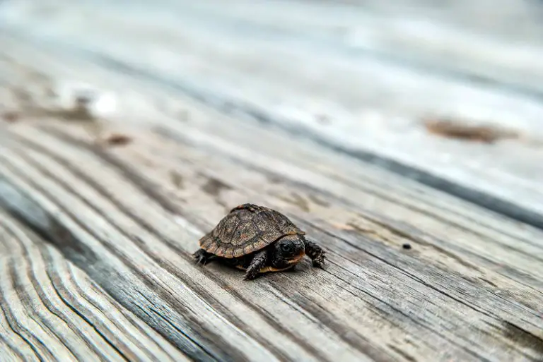 What Do Baby Box Turtles Eat? [Complete Feeding Guide]