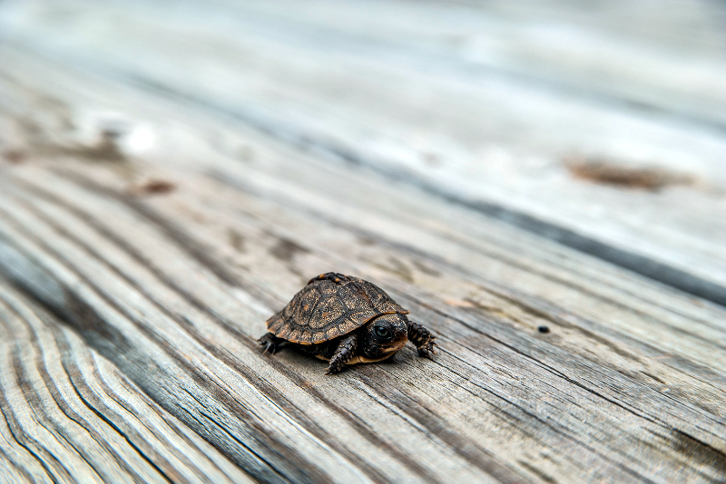 What Do Baby Box Turtles Eat