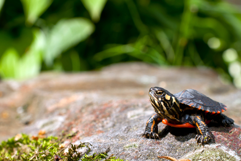 baby-painted-turtle-food-what-to-feed-your-baby-turtle-all-our-creatures