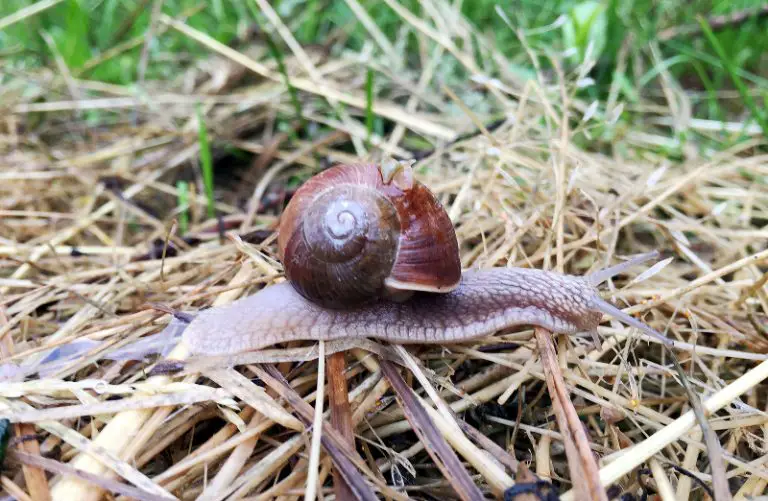 Do Snail Shells Grow? [Full Guide]